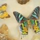 Entomology old taxidermy butterfly frame