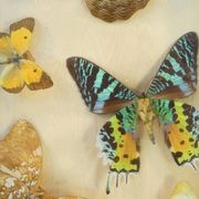 Entomology old taxidermy butterfly frame