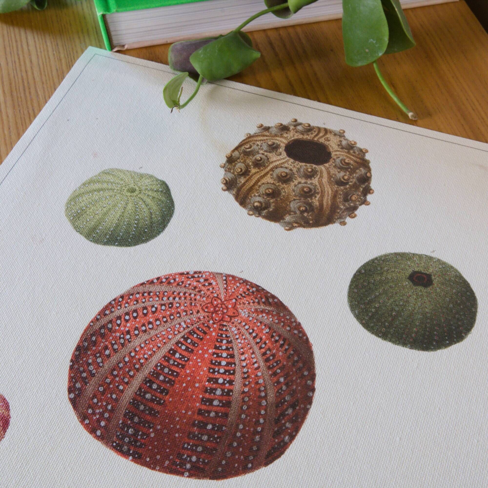 Vintage botanical poster of sea urchins printed on canvas, 30 × 40 cm