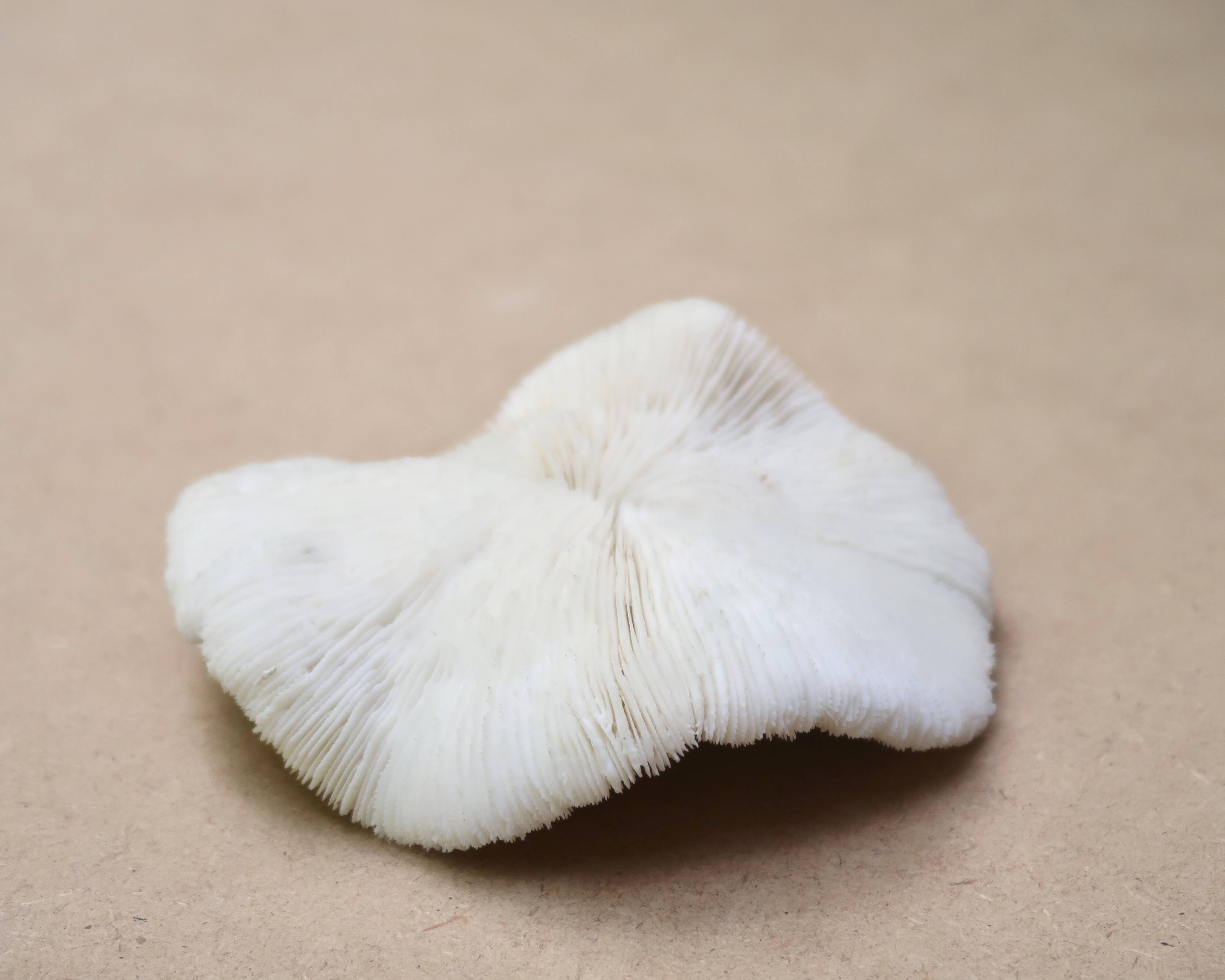 Natural white coral, 1970s