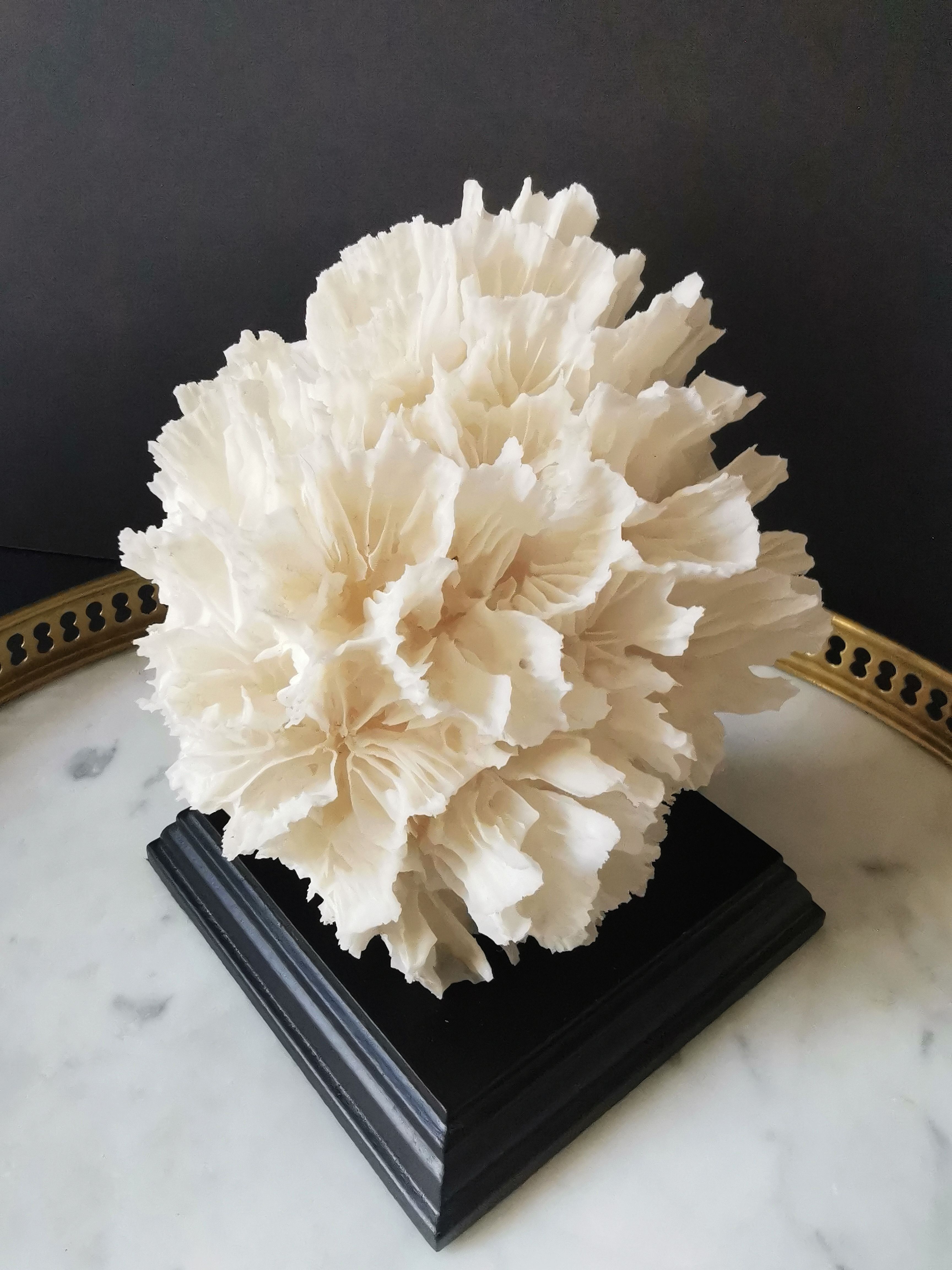 Old coral lace on black wood base. h. 12.5cm