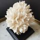 Old coral lace on black wood base. h. 12.5cm