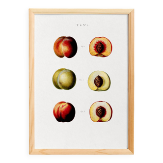 Poster about peaches, based on an old engraving from 1802