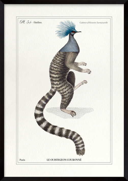 Chimera lithograph engraving animal - the marmoset