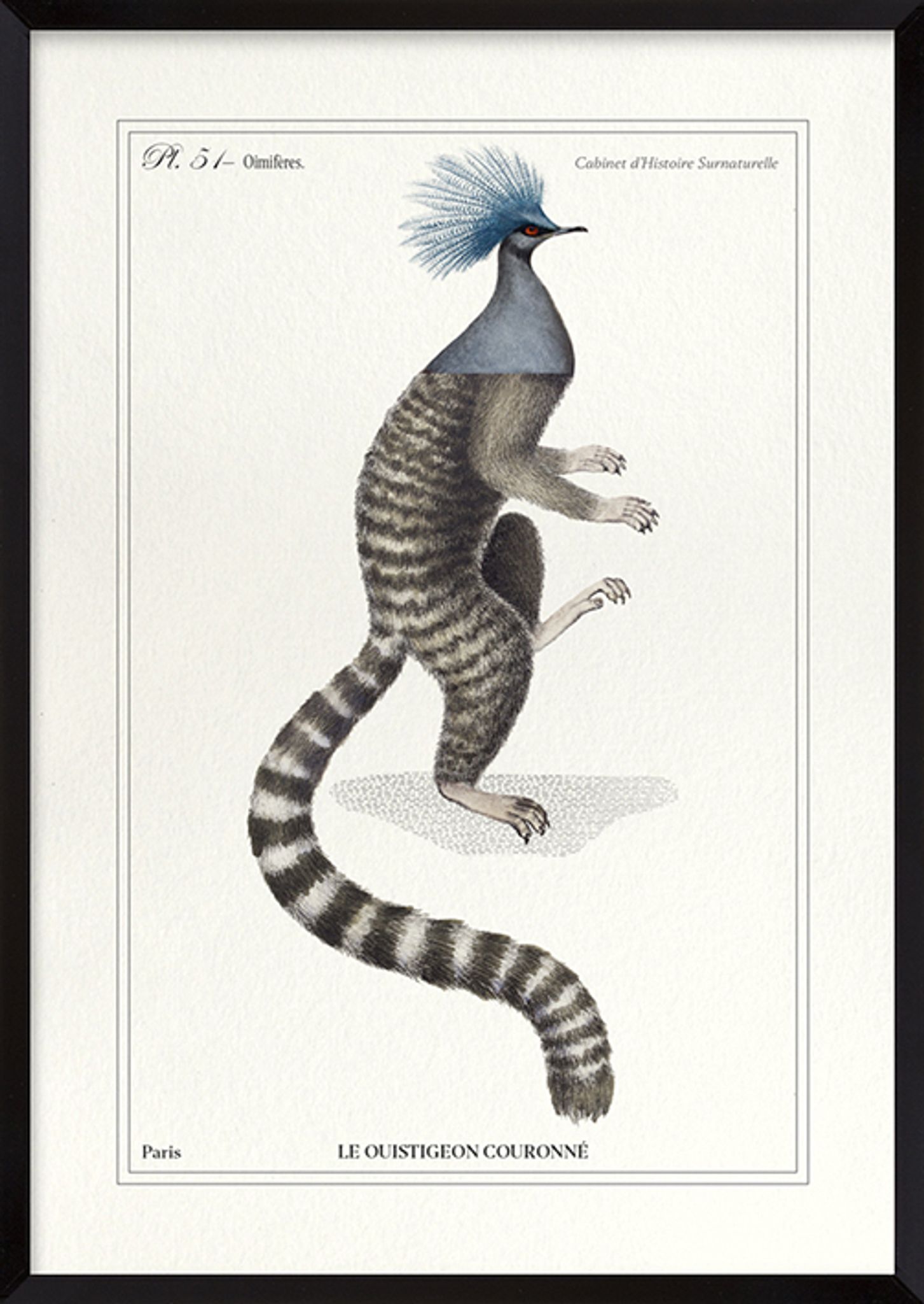 Chimera lithograph engraving animal - the marmoset