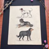 Poster (lithograph) dogs