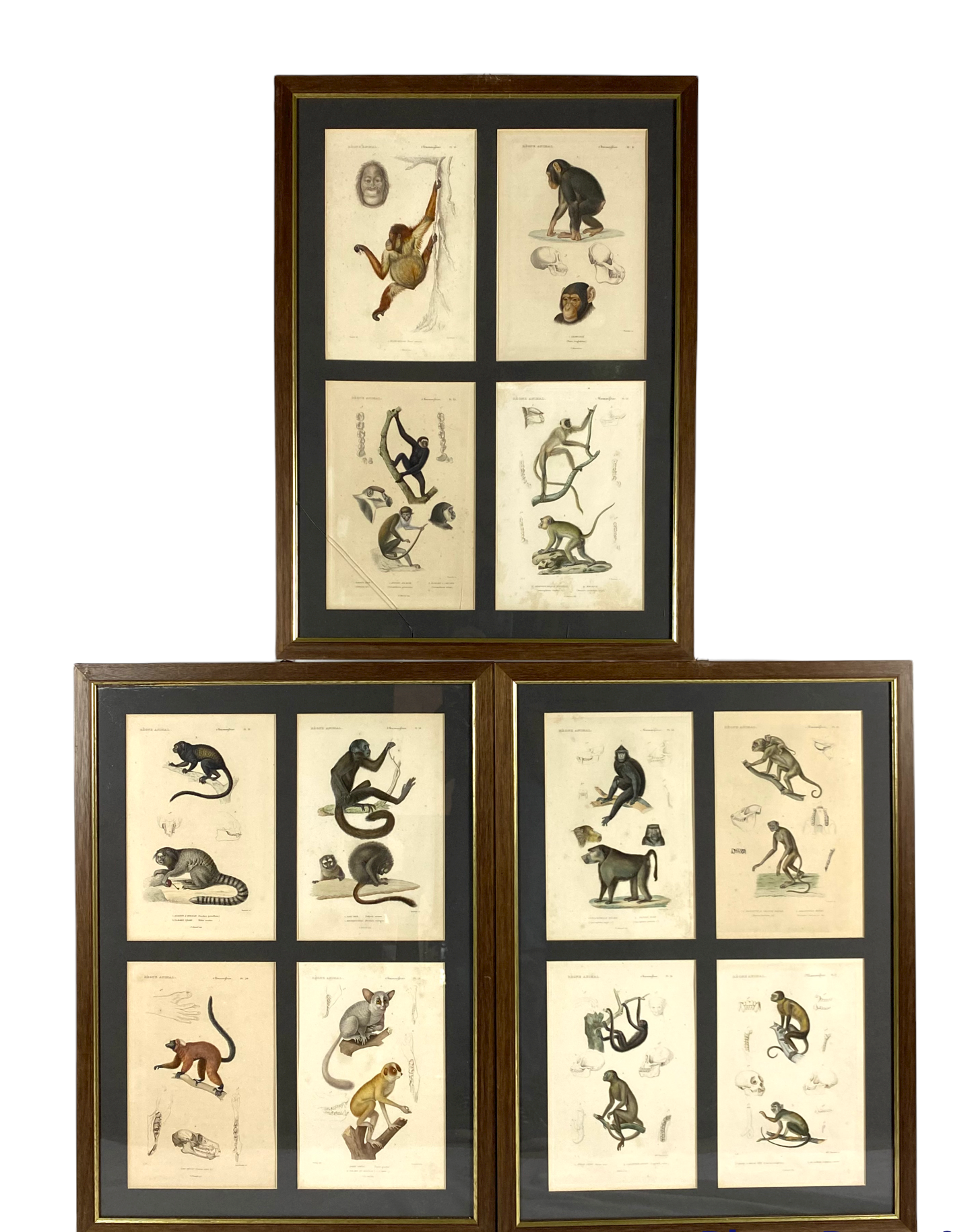 Set of 3 framed panels with 12 engravings from "Le Règne Animal" Georges