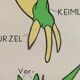 Vintage educational wall hanging roll chart biology plants botanic