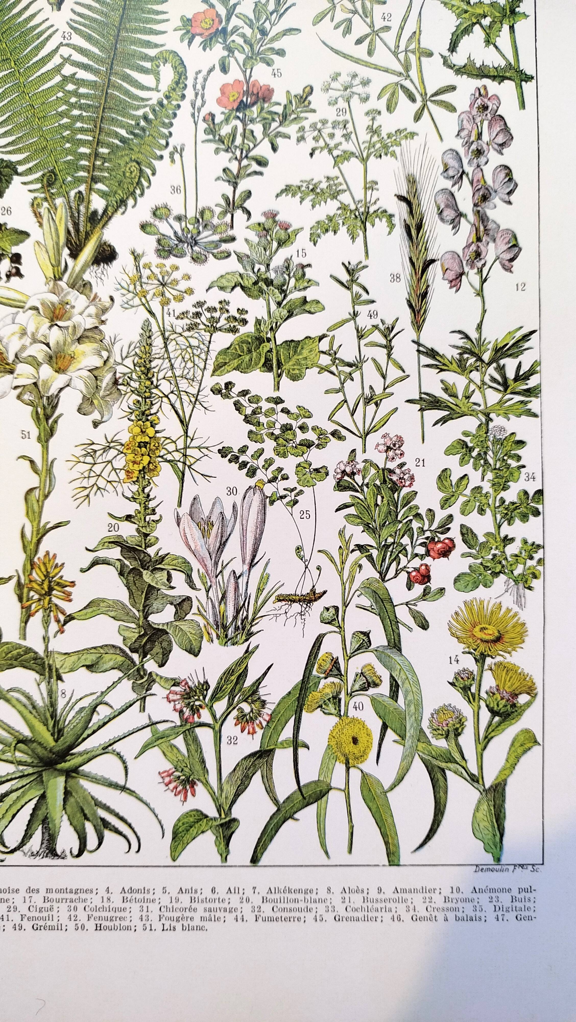 Affiche sur les plantes médicinales "absinthe", d'après une lithographie de 1928