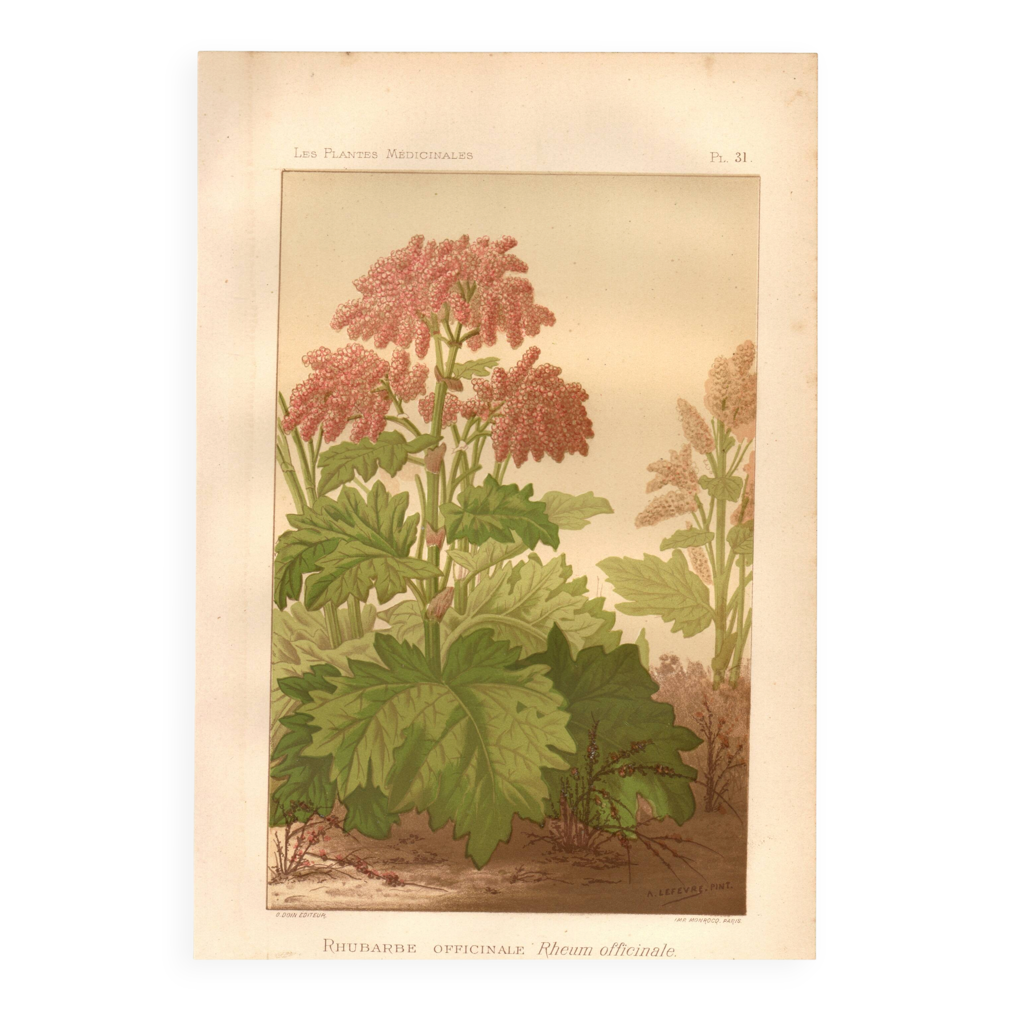 Botanical engraving from 1889 - Common rhubarb. Antique lithograph.