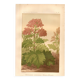 Botanical engraving from 1889 - Common rhubarb. Antique lithograph.