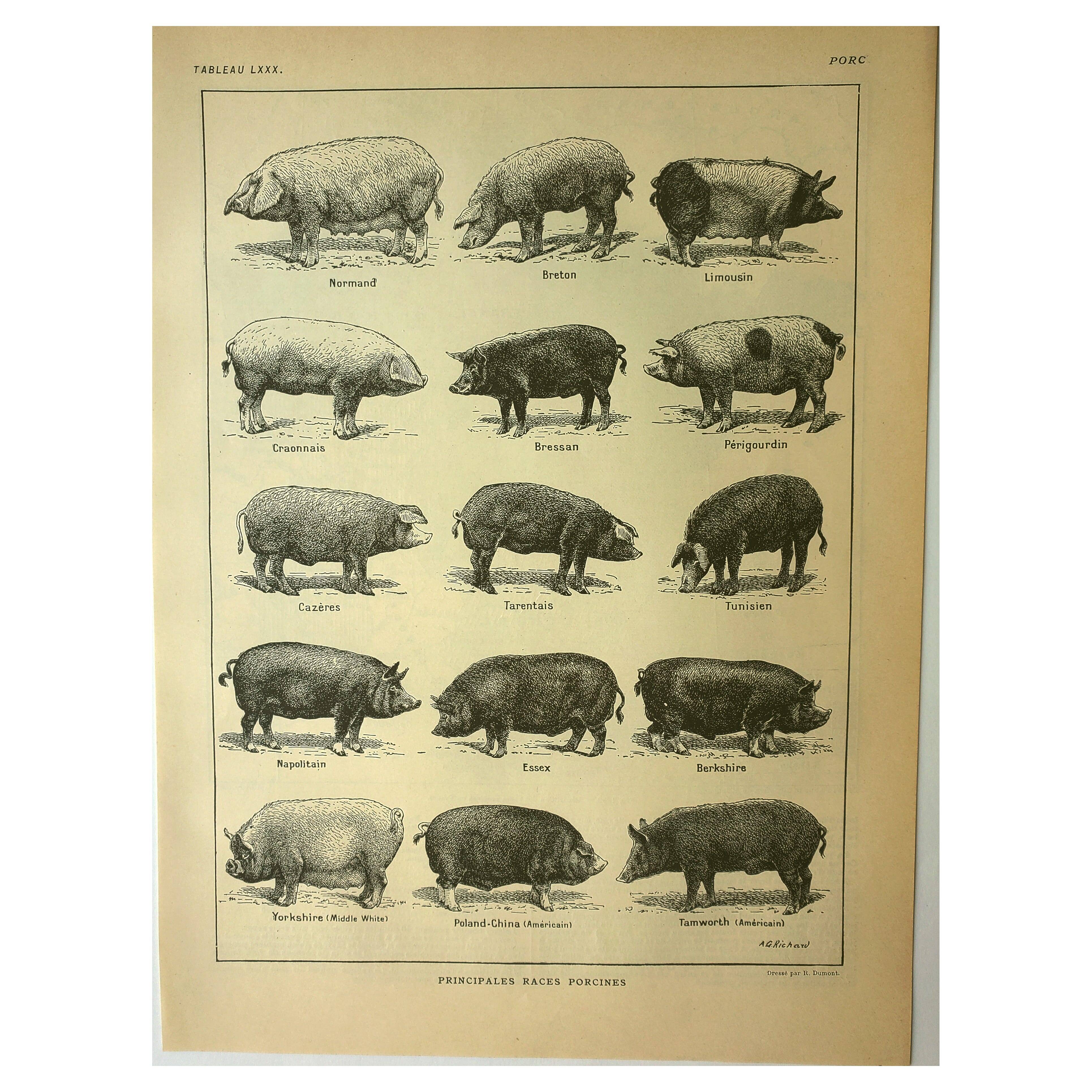 Antique lithograph 1921 by A. Richard - Pig - Farm animal. Engraving