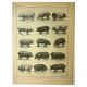 Antique lithograph 1921 by A. Richard - Pig - Farm animal. Engraving