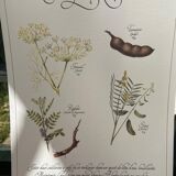 Botanical board "Tisane to exempt"
