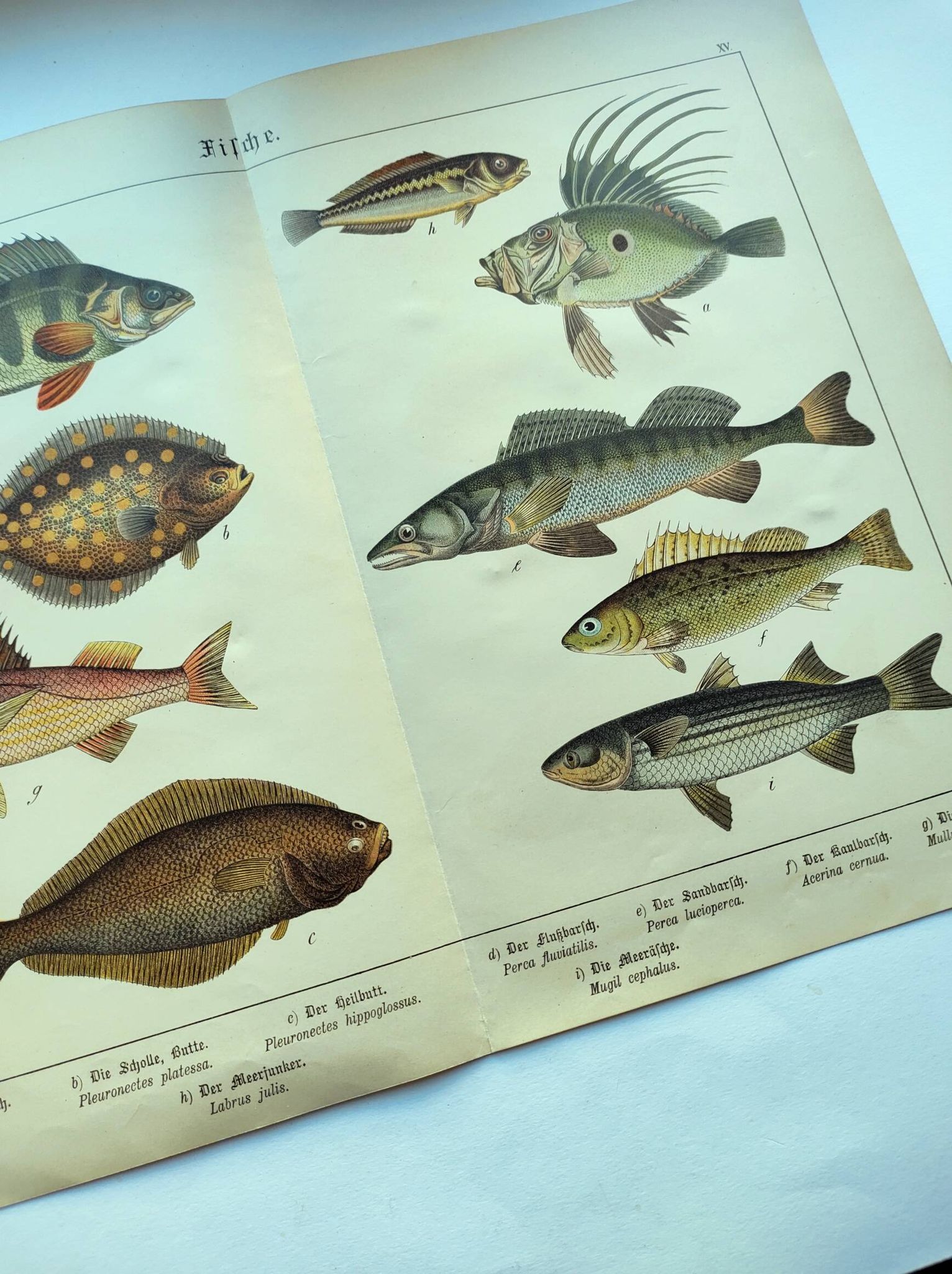 Gravure de 1898 - Poissons - Perche et Flétan- Grande Lithographie Vintage