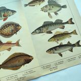 1898 Engraving - Fish - Perch and Halibut - Large Vintage Lithograph