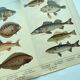 1898 Engraving - Fish - Perch and Halibut - Large Vintage Lithograph