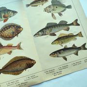 Gravure de 1898 - Poissons - Perche et Flétan- Grande Lithographie Vintage