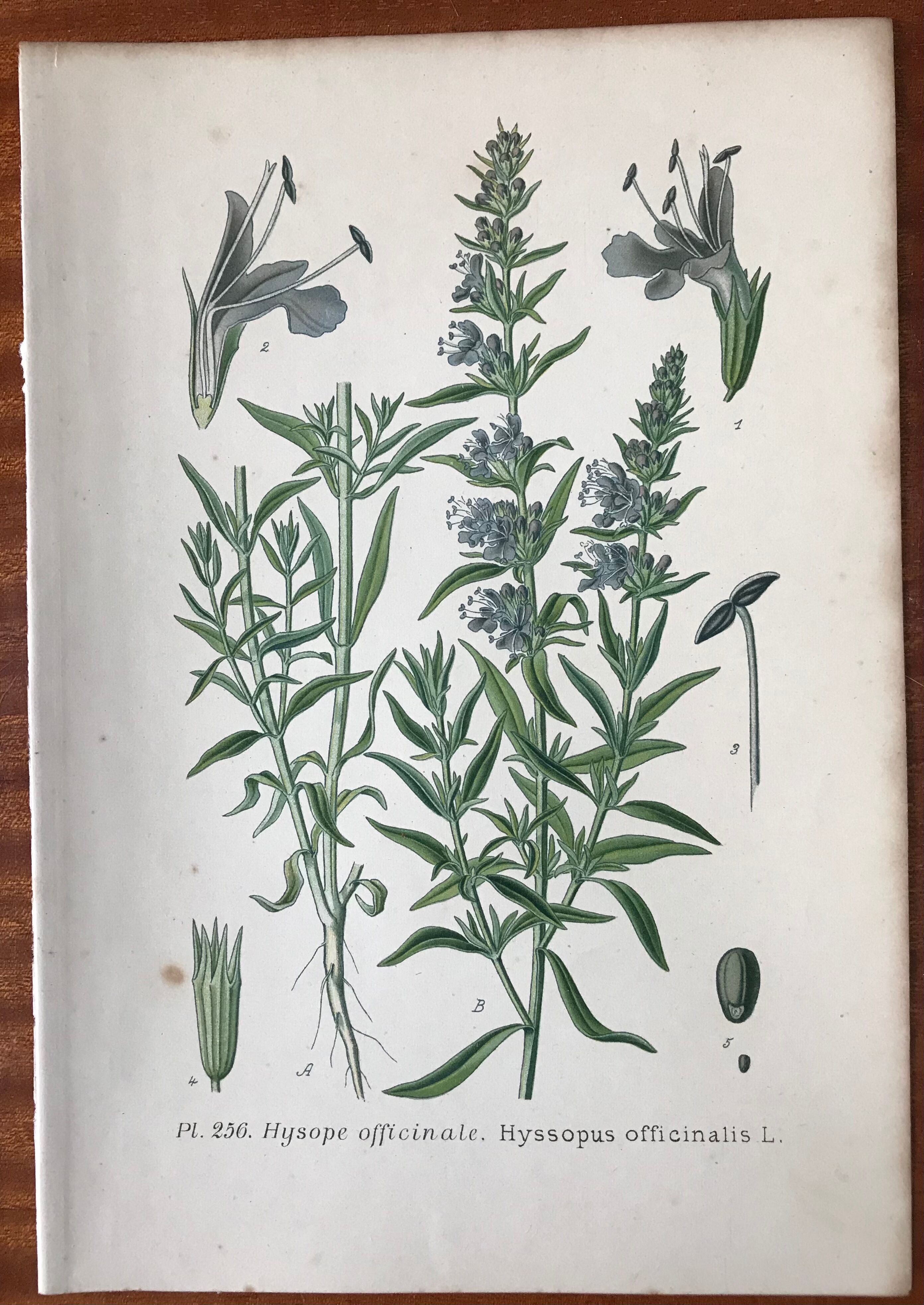 Trio of 19th-century botanical boards