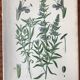 Trio of 19th-century botanical boards
