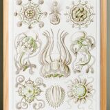 Poster on crowned jellyfish, based on an old lithograph from 19.