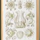 Poster on crowned jellyfish, based on an old lithograph from 19.