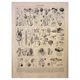 Gravure botanique 1928 - Champignons 3, oomycètes