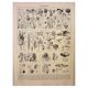 Botanical engraving 1928 - Fungi 3, Oomycetes