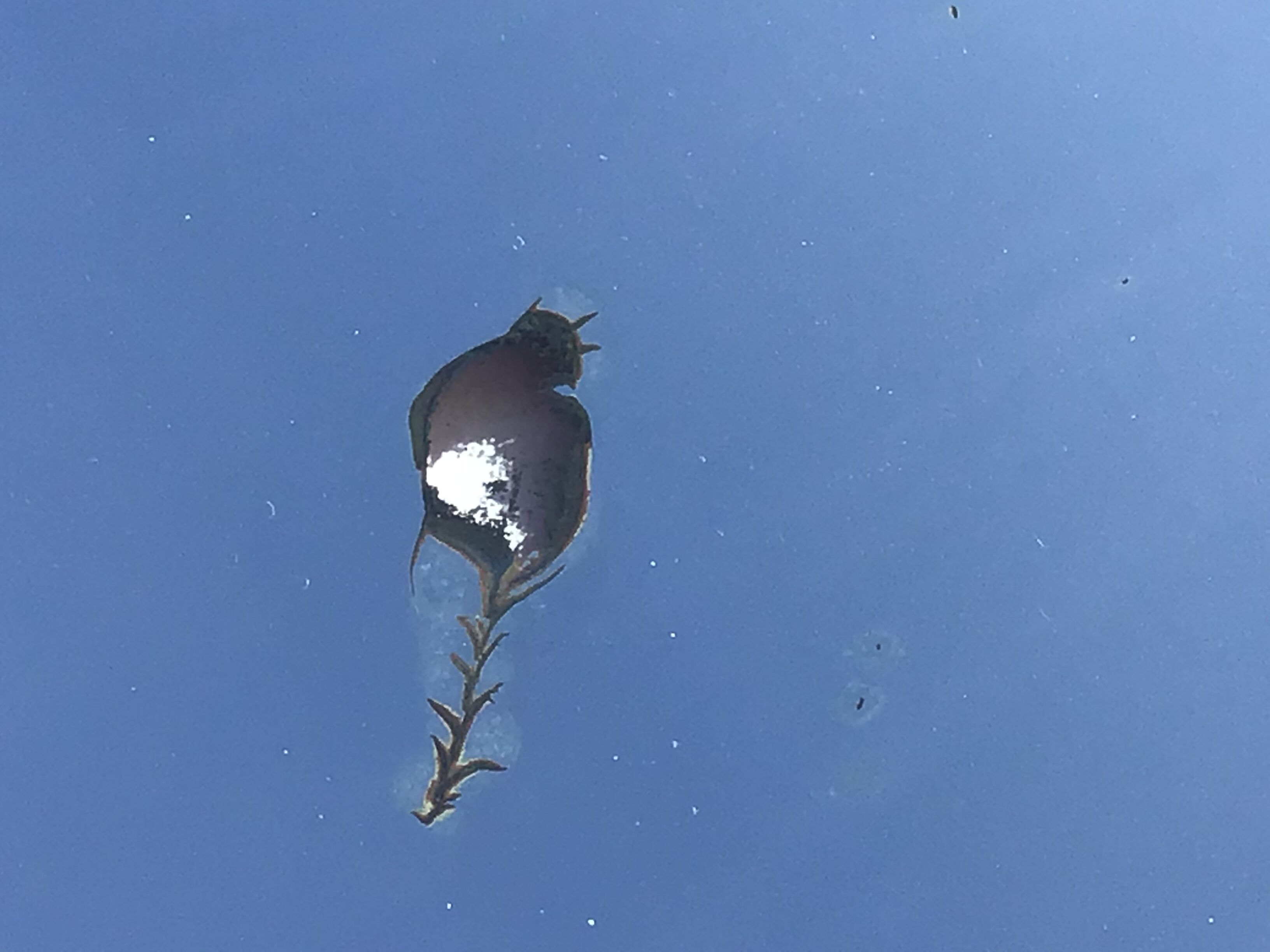 Bevelled mirror trapeze two waves at the top