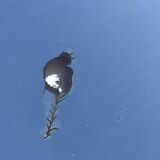 Bevelled mirror trapeze two waves at the top