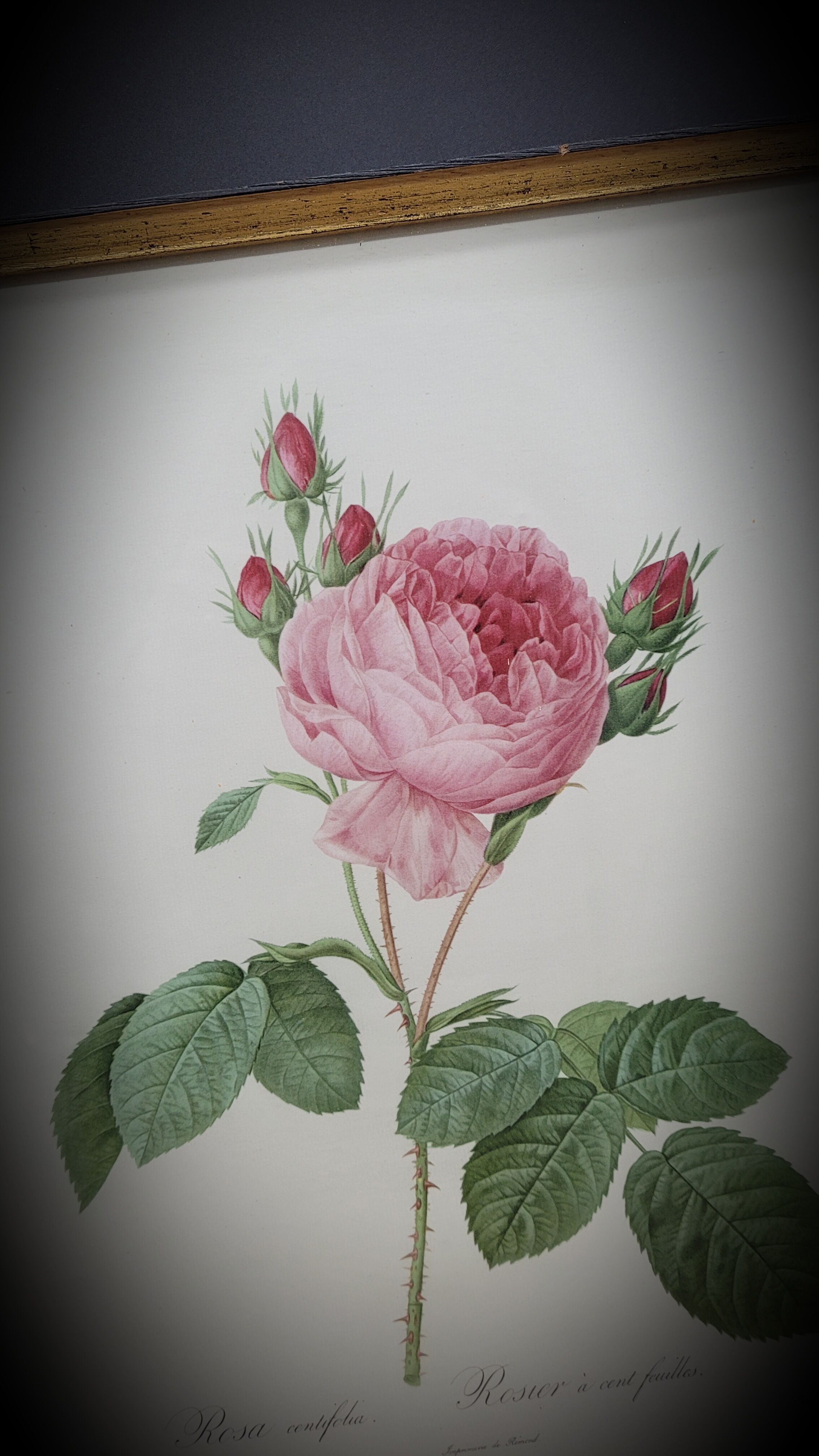 Hundred leaf rose lithograph