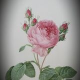 Hundred leaf rose lithograph