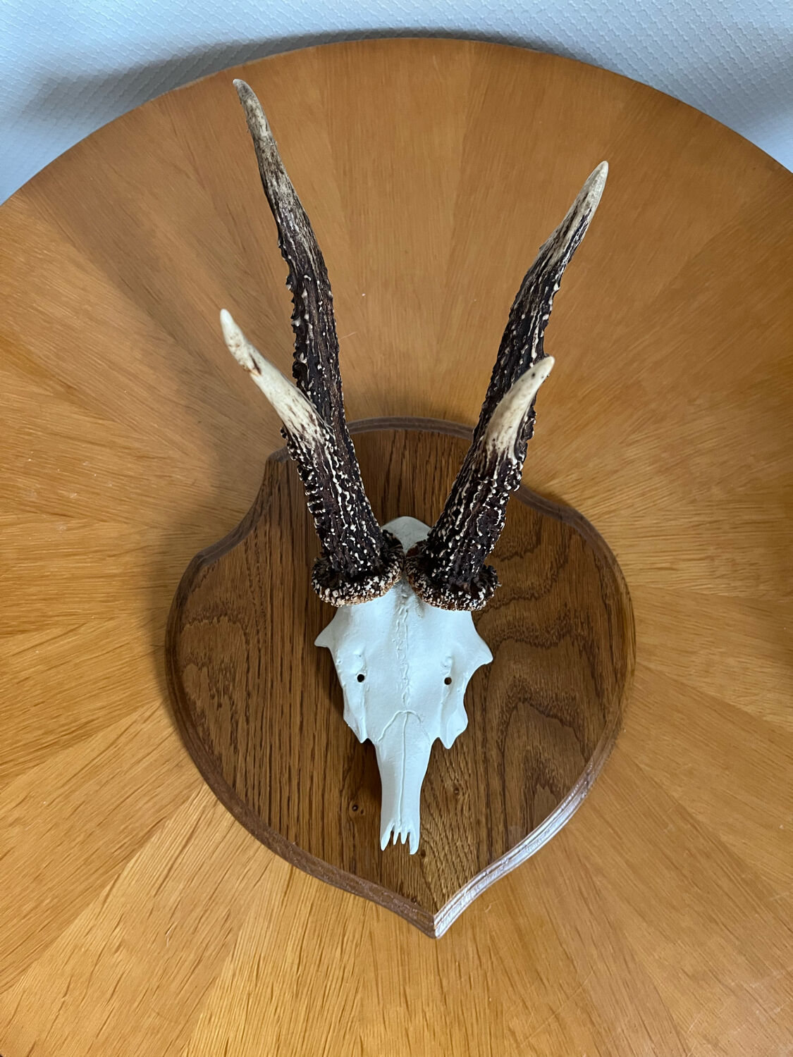 Vintage trophy deer antler