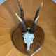 Vintage trophy deer antler