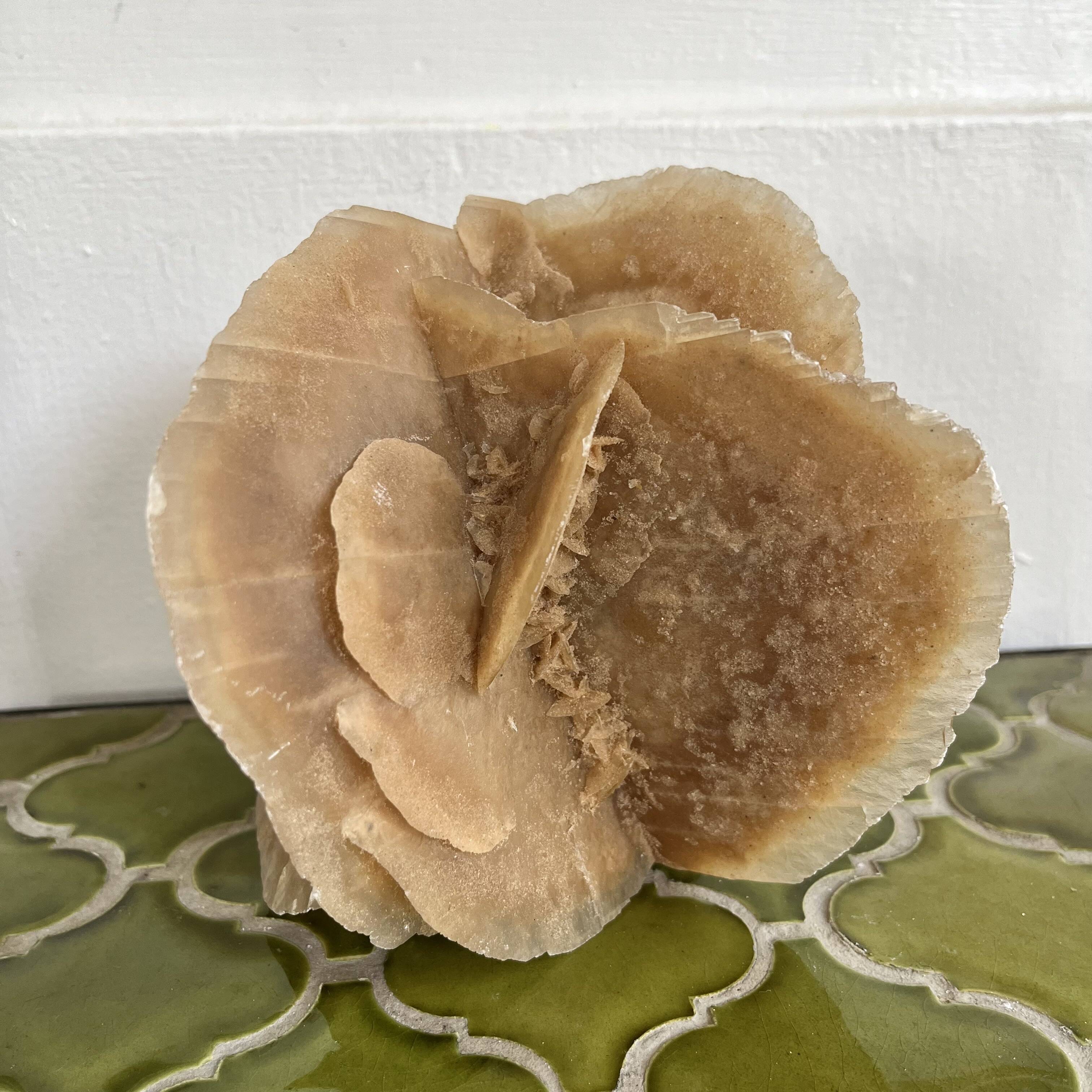 Large size sand rose