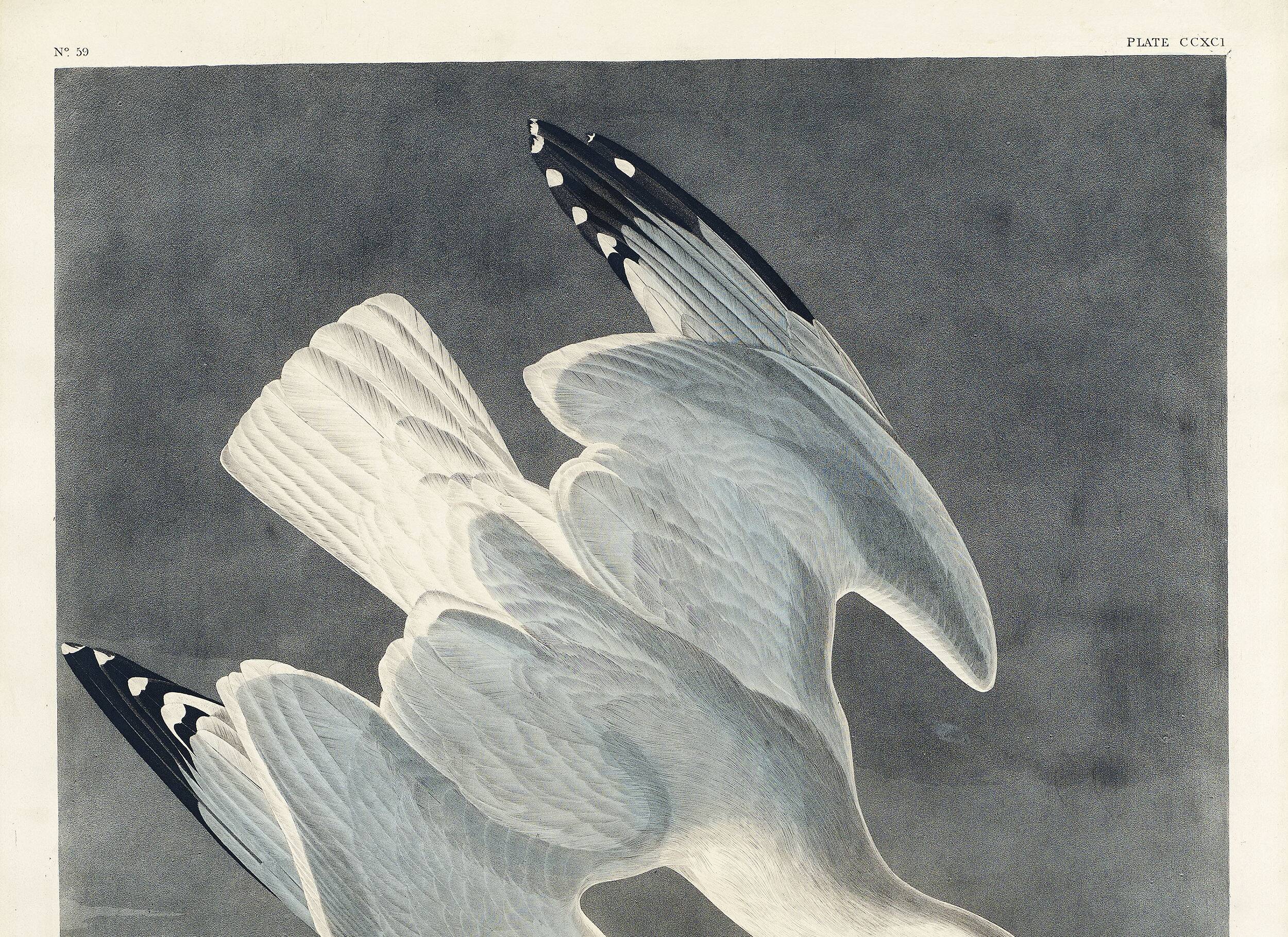 Poster about the Herring Gull, based on an old engraving from 1827.