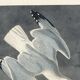 Poster about the Herring Gull, based on an old engraving from 1827.
