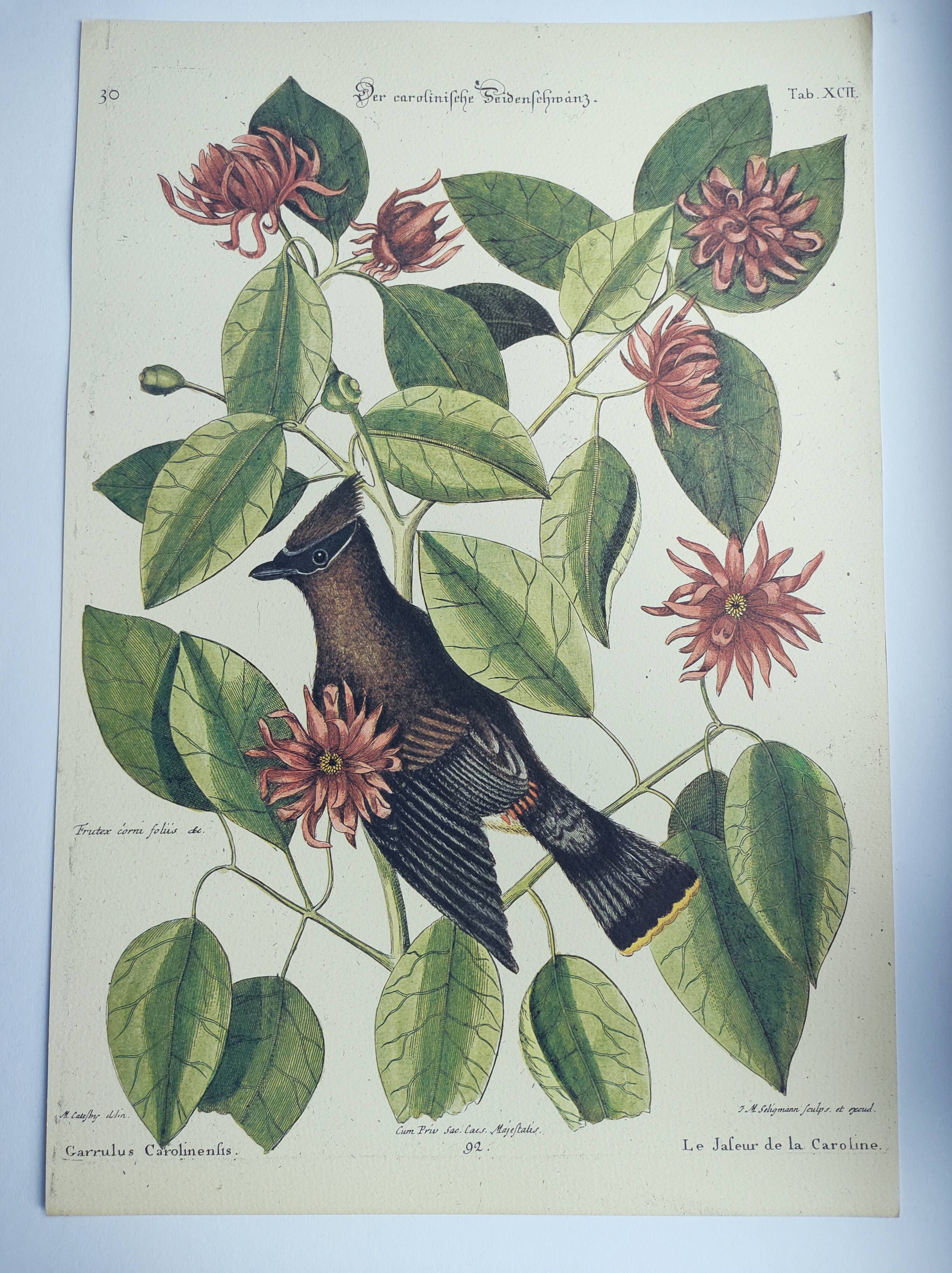Old bird engraving - Jay Jafeur - Zoological plate by Seligmann & Catesby