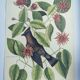 Old bird engraving - Jay Jafeur - Zoological plate by Seligmann & Catesby