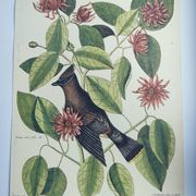 Old bird engraving - Jay Jafeur - Zoological plate by Seligmann & Catesby