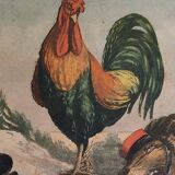 Come on Poupoule! Come ! ...1903