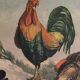 Come on Poupoule! Come ! ...1903