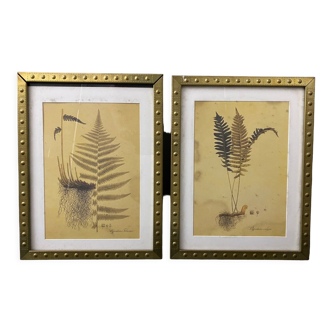 Pair of botanical engravings 1960 reprint metal frame M1375