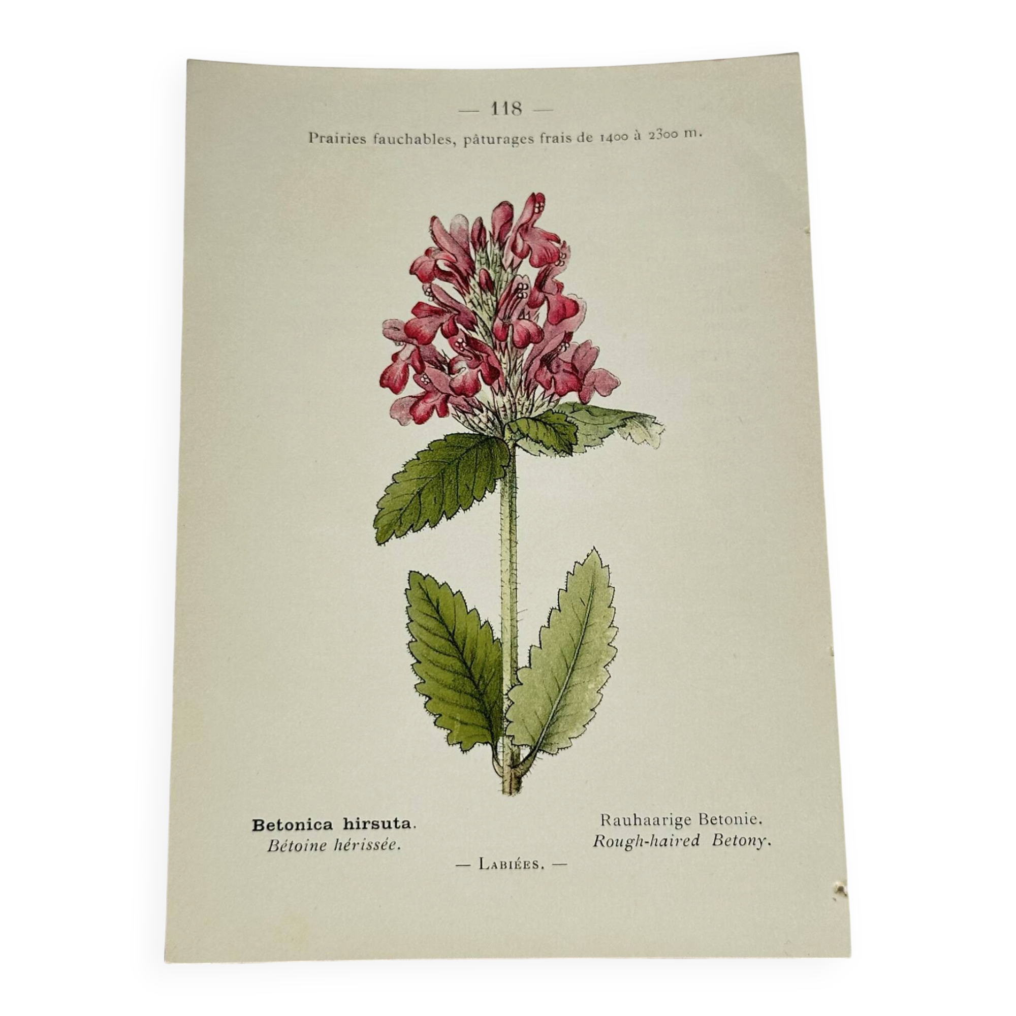 Old botanical engraving from the 19th century – Coloured plant illustration