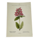 Old botanical engraving from the 19th century – Coloured plant illustration
