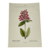 Old botanical engraving from the 19th century – Coloured plant illustration