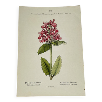 Ancienne gravure botanique XIXe – Illustration végétale colorée