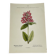 Old botanical engraving from the 19th century – Coloured plant illustration