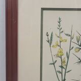 Botanical plate engraving by C. Pierre after Naudin