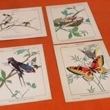 Set of 4 posters Birds, Butterflies, Nest..